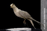 藏品(小燕鷗)的圖片